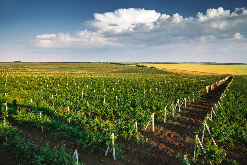 Weine aus dem burgenland Blog