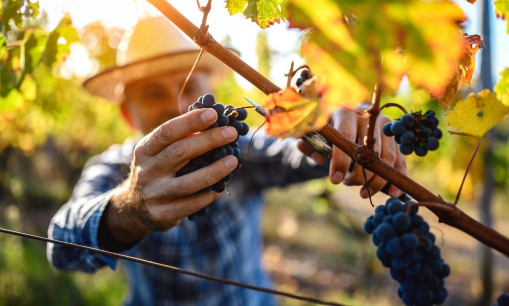 Weinbaugebiet Header