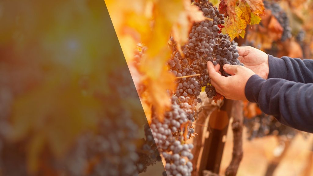 Cabernet Franc Heideboden Blog