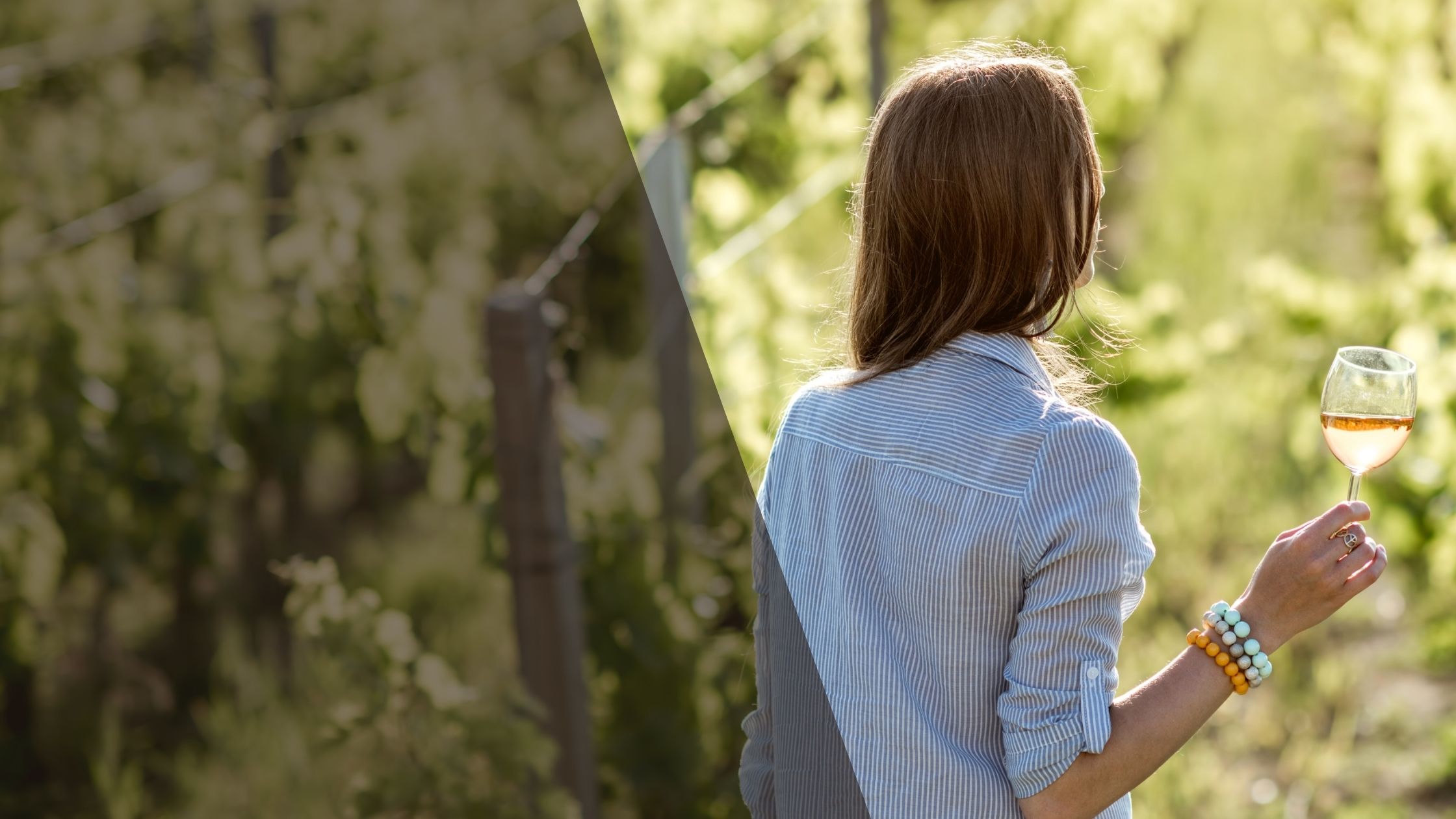 Jungwein 2023 in den Reben