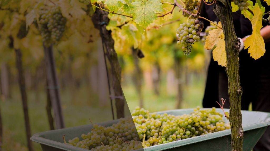 Weißweinherstellung